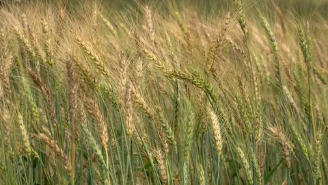 Cornfield in the wind in nature Stock Footage 104588661