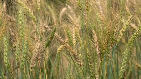 Cornfield in the wind in nature Stock Footage 104589457