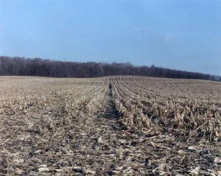 Cornfield in Winter Photos