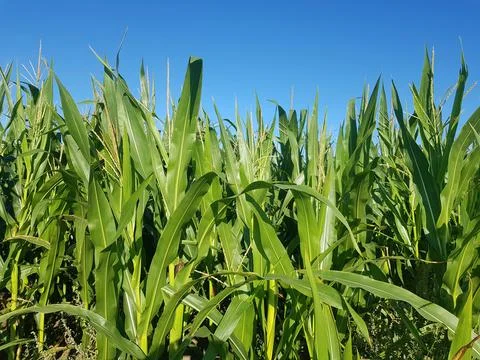 Cornfield. Young corn is growing in the field. Agricultural industry Stock Photos