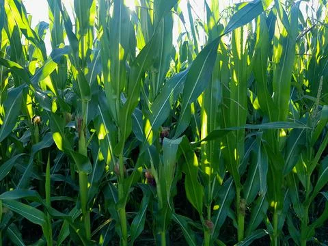 Cornfield. Young corn is growing in the field. Agricultural industry Stock Photos