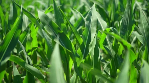 Cornfield with young green corn plants during sunny day in detail closeup Stock Footage 199844741