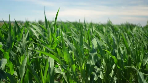 Cornfield with young green corn plants during sunny day in Ukraine Stock Footage 199844751