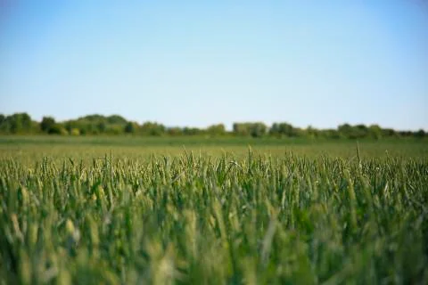 Cornfield Young Green Stock Photos