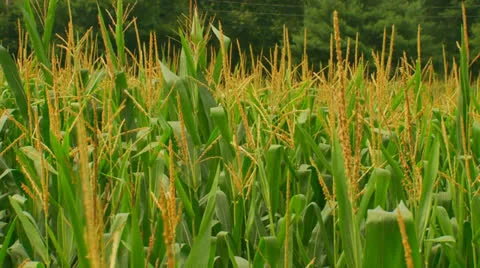 Cornfield001.mp4 Stock Footage 26583530
