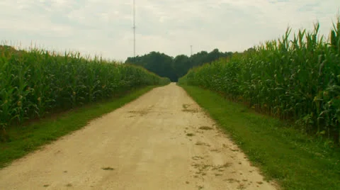 Cornfield003.mp4 Stock Footage 26582993
