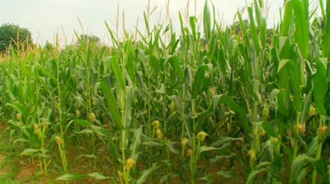 Cornfield004.mp4 Stock Footage 26584277