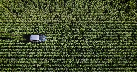 CornFieldA Stock Footage 305482518