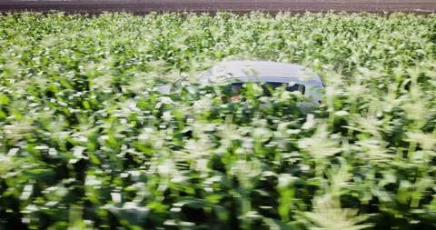 CornFieldB Stock Footage 305482519