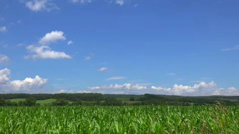 Cornfields and Blue Skies Stock Footage 332431693