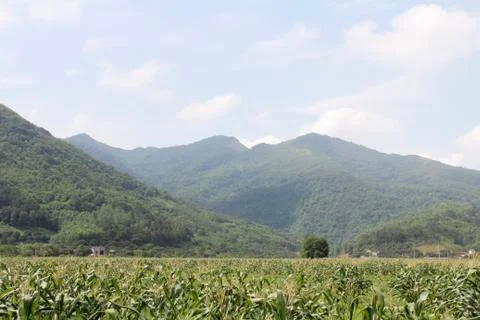 Cornfields and mountains Stock Photos