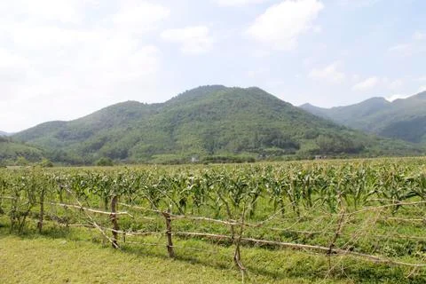 Cornfields and mountains Stock Photos