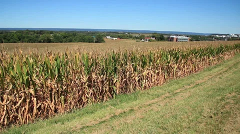 Cornfields in fall Video stock 29386132