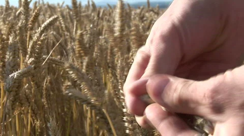CornFields  Stock Footage 81959
