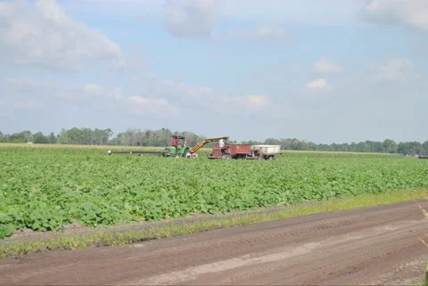 CornFields Stock Footage 207490459