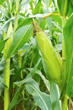Cornfields Stock Photos
