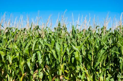 Cornfields in the plain of the River Esla, in Leon Province, Spain Stock Photos