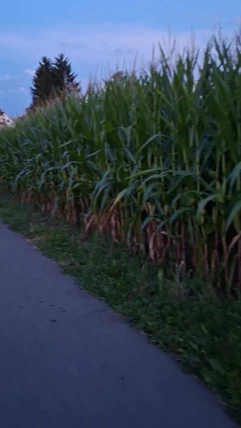 Cornfields with ripe corn kernels. 動画素材 341524061