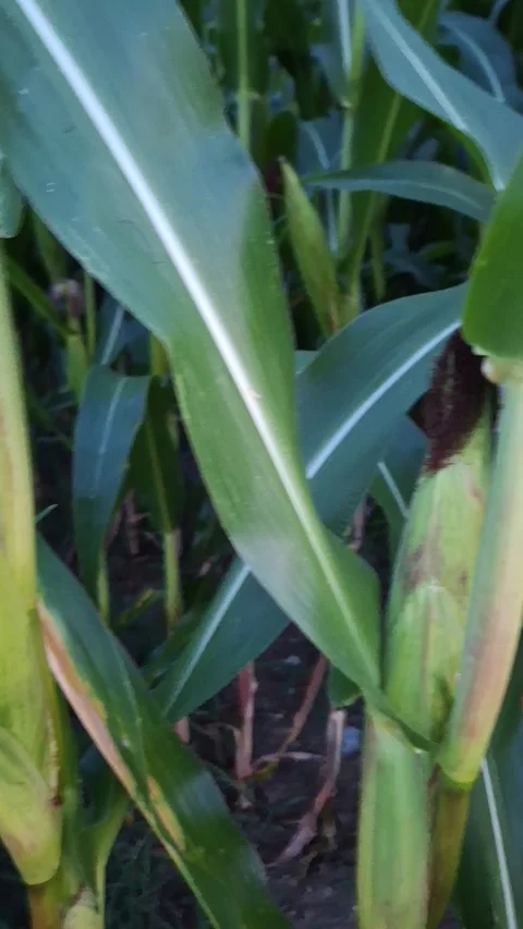 Cornfields with ripe corn kernels. 動画素材 341524206