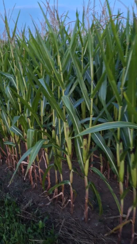 Cornfields with ripe corn kernels. 動画素材 341524212