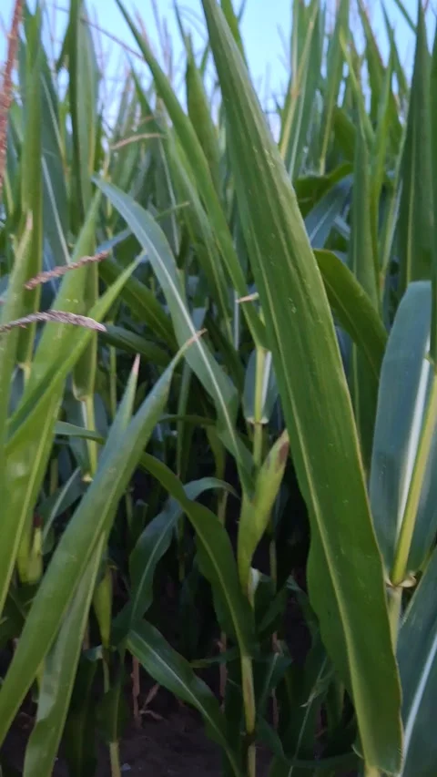 Cornfields with ripe corn kernels. 動画素材 341524222