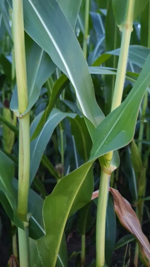 Cornfields with ripe corn kernels. 動画素材 341524223