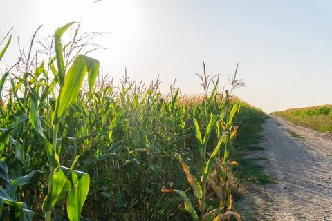 Cornfields Stretch Along a Dirt Path Under the Sun in the Late Afternoon Stock Photos