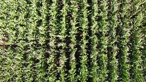 Cornfields, Top-down 動画素材 161749028