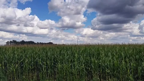 Cornfields under beautiful sky, side view from moving car. Vanlife concept. Stock Footage 166131490