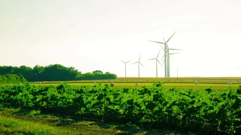 Cornfields with a wind farm in the background	 Video stock 99003628