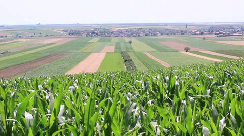 Cornfiled and farms Stock Footage 39725357