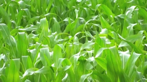 Cornflied 動画素材 85693096