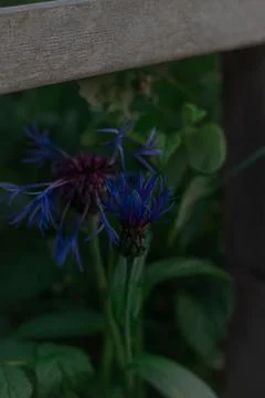 Cornflower 2 (Universitetet) Stock Photos