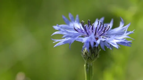 CORNFLOWER AGAINST A GREEN FIELD Stock Footage 23736985