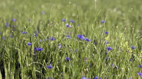 Cornflower against a green field Stock Footage 34280511