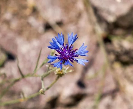 Cornflower Against Light Background Stock Photos