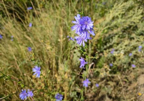 Cornflower along the side of the road Stock Photos