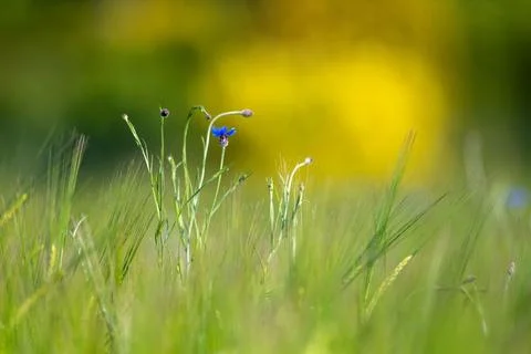 Cornflower Amidst The Grass Stock Photos