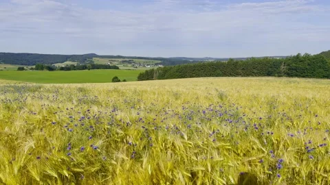 Cornflower and wheat field in the summer Stock Footage 231893207