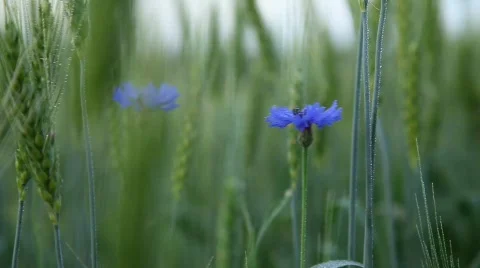 Cornflower And Wheat Under Rain Stock Footage 761483