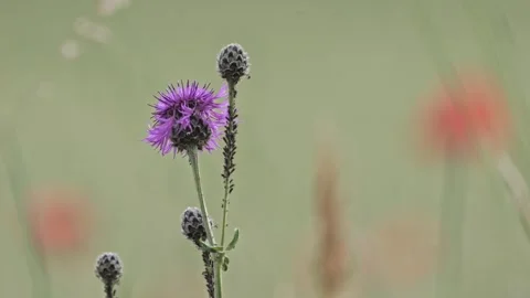 Cornflower With Aphids – Detailed Nature Macro 4K Stock-Footage 320837907