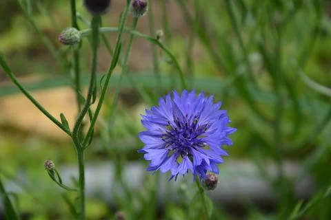 Cornflower (bachelor's button) Stockfoto's