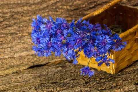 Cornflower in the basket Stock Photos