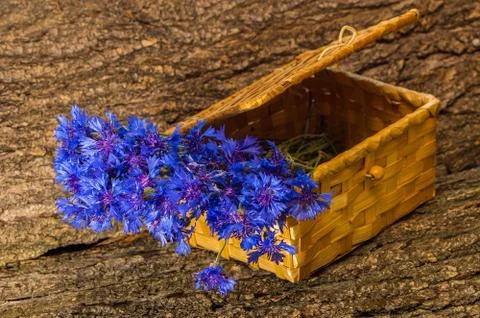 Cornflower in the basket Stock Photos