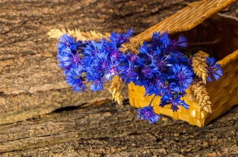 Cornflower in the basket Stock Photos