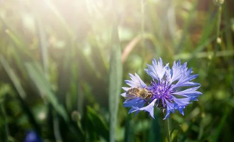 Cornflower with a beautiful bee close up. Macro. Copy space. Soft focus. Stock Photos