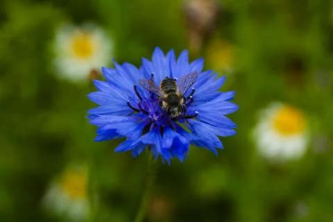 Cornflower with bee inside, nature Stock Photos