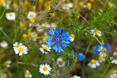 A cornflower between German camomile Foto stock