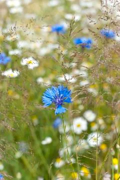 A cornflower between German camomile Stock Photos