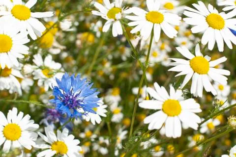 A cornflower between German camomile Stock Photos